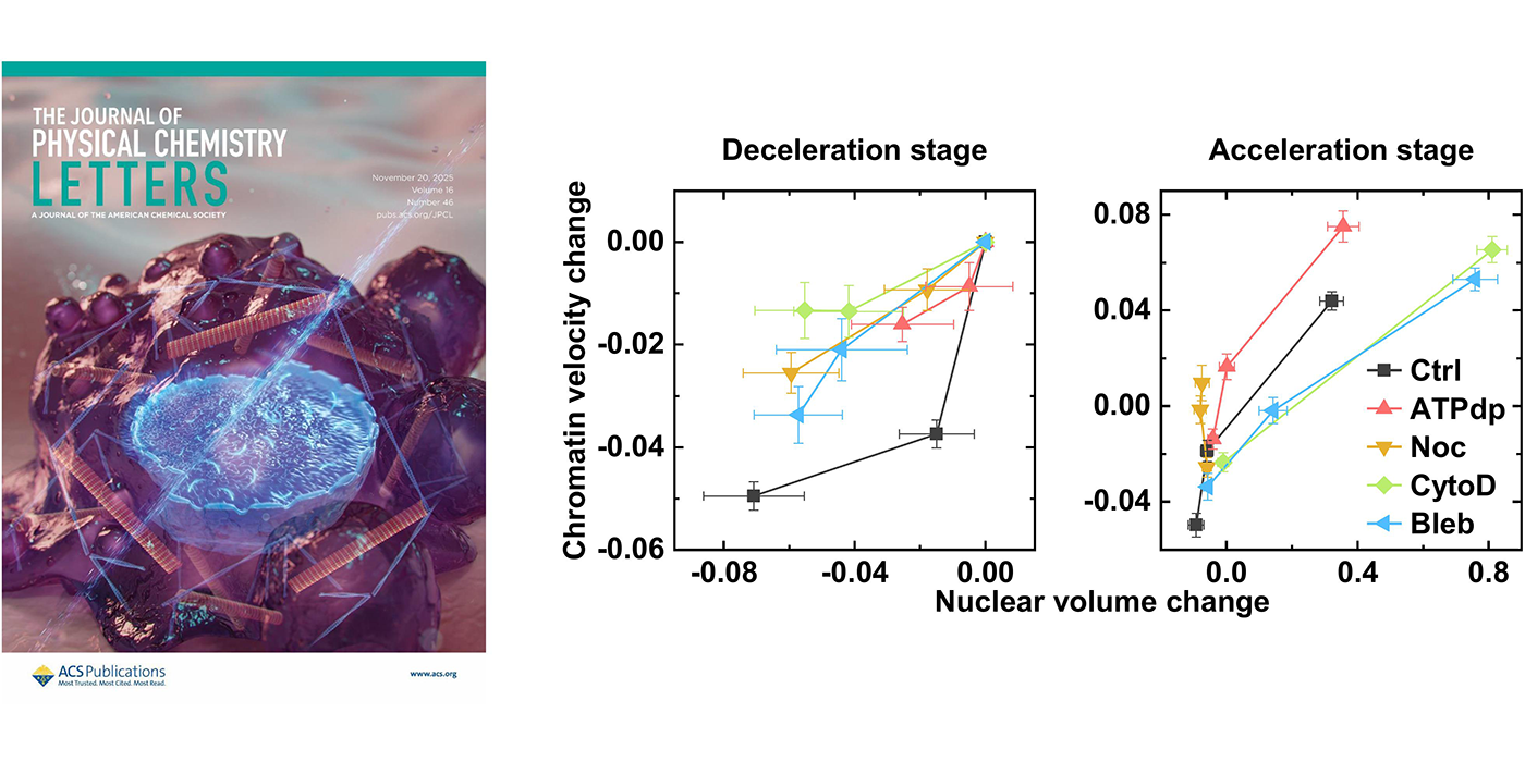 细胞坏死过程中染色质动力学的双态演化及其力学调控