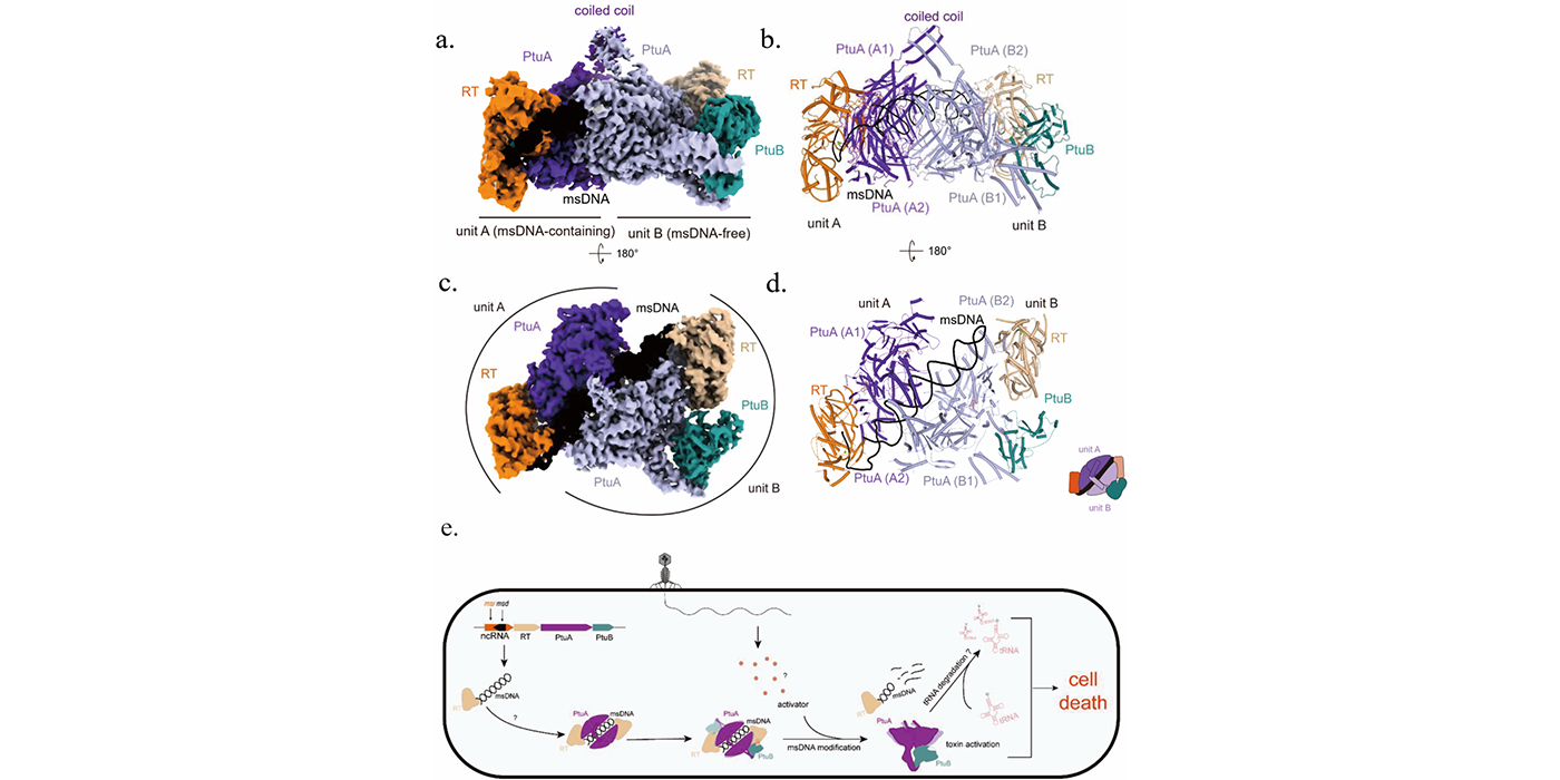 揭示细菌中双酶逆转录子防御系统Ec78的结构与分子机制